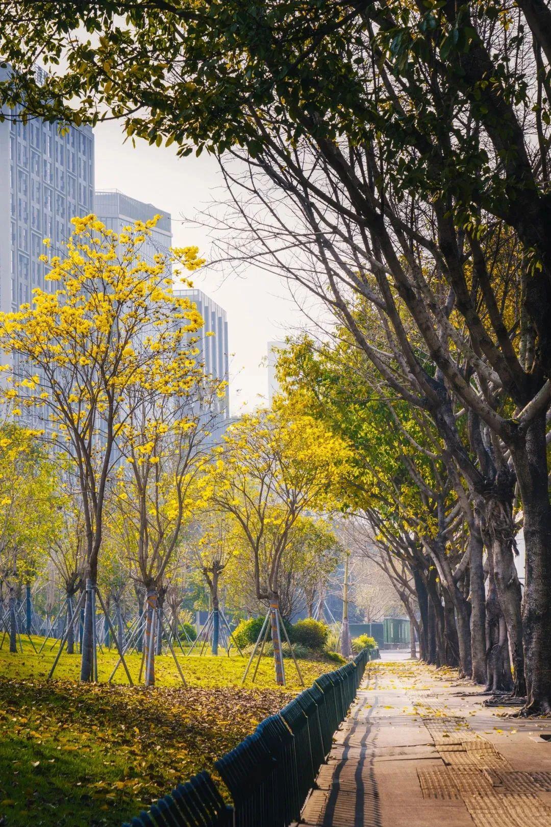 满城花开！“金”艳了福州的春天