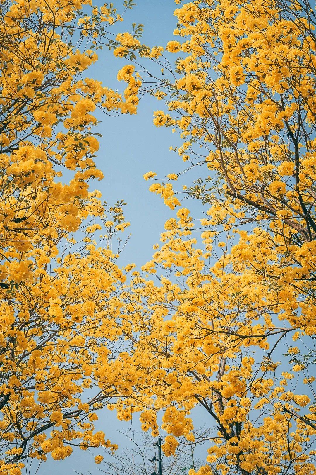 满城花开！“金”艳了福州的春天
