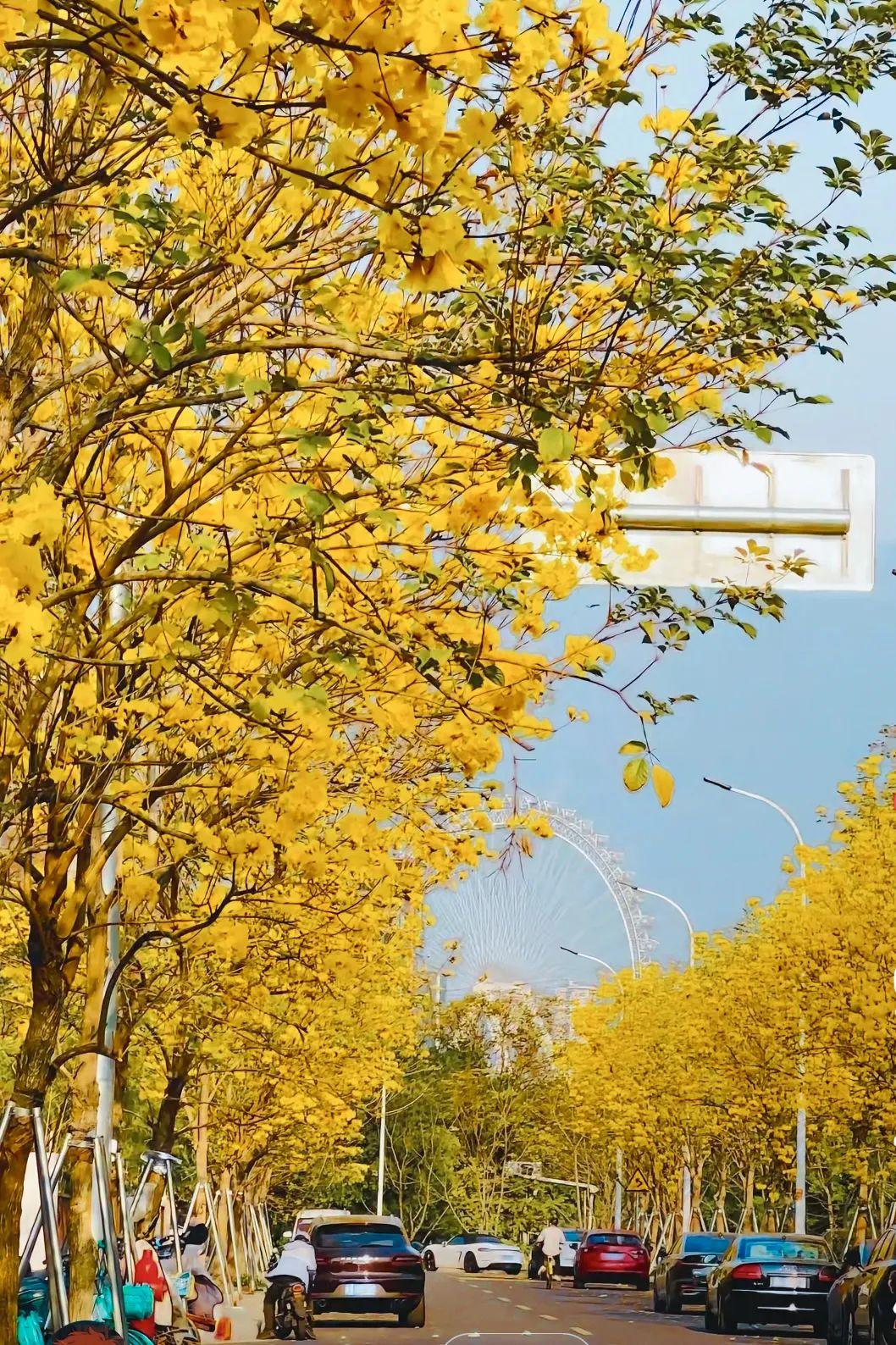 满城花开！“金”艳了福州的春天
