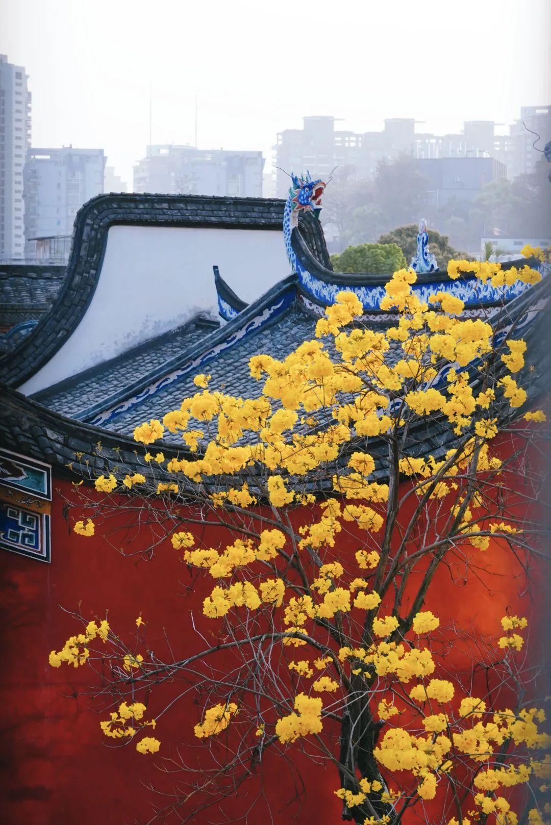 满城花开！“金”艳了福州的春天