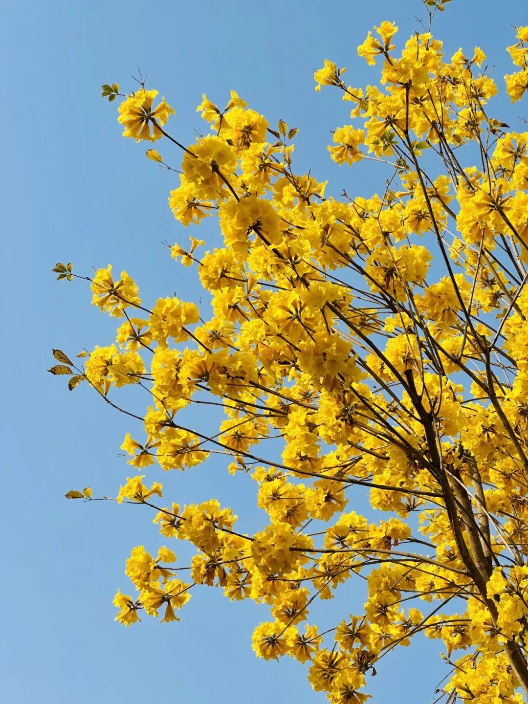 满城花开！“金”艳了福州的春天