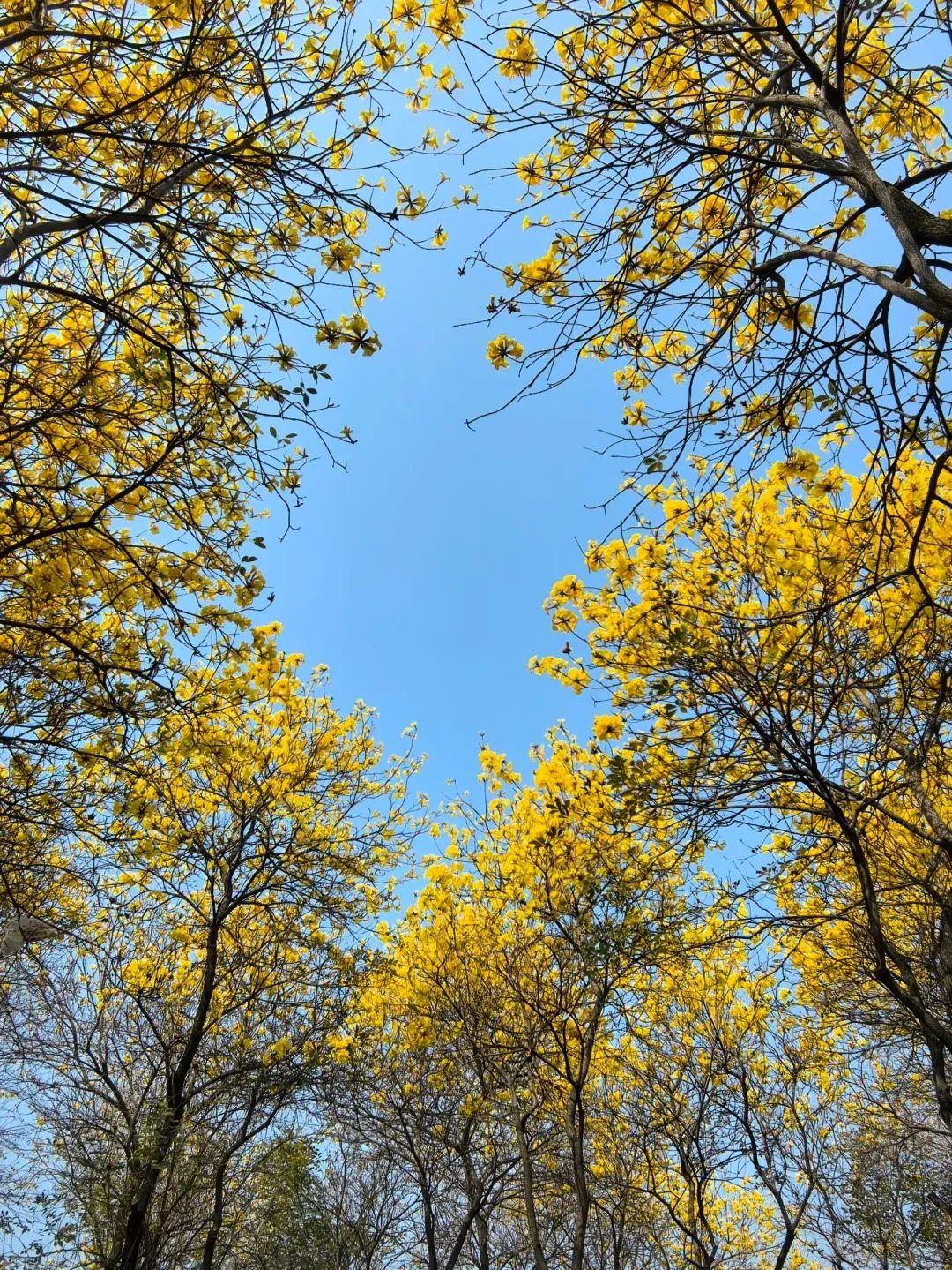 满城花开！“金”艳了福州的春天