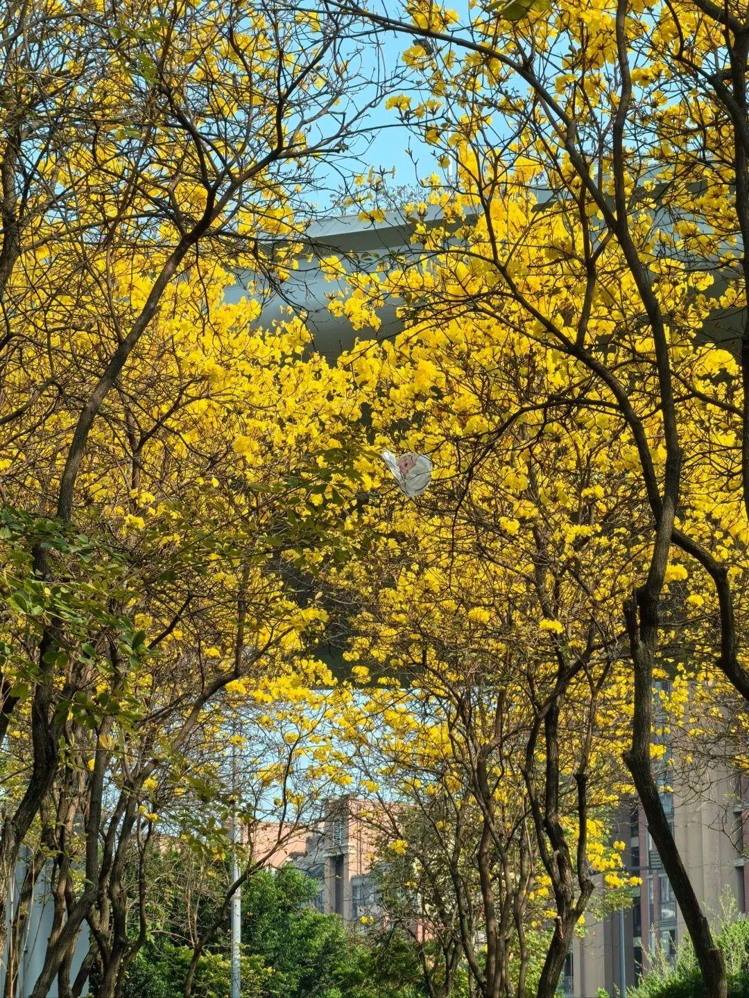 满城花开！“金”艳了福州的春天