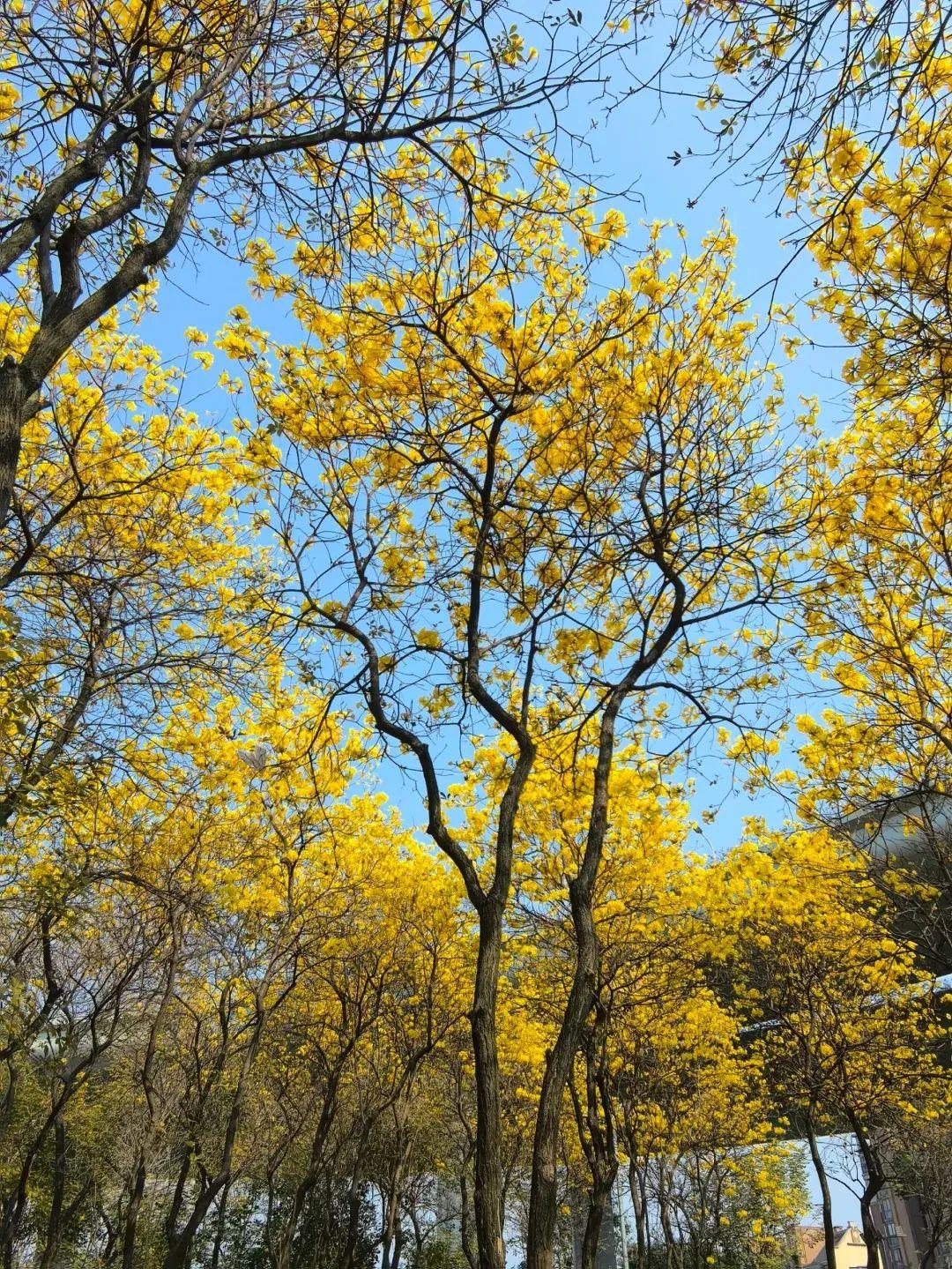 满城花开！“金”艳了福州的春天