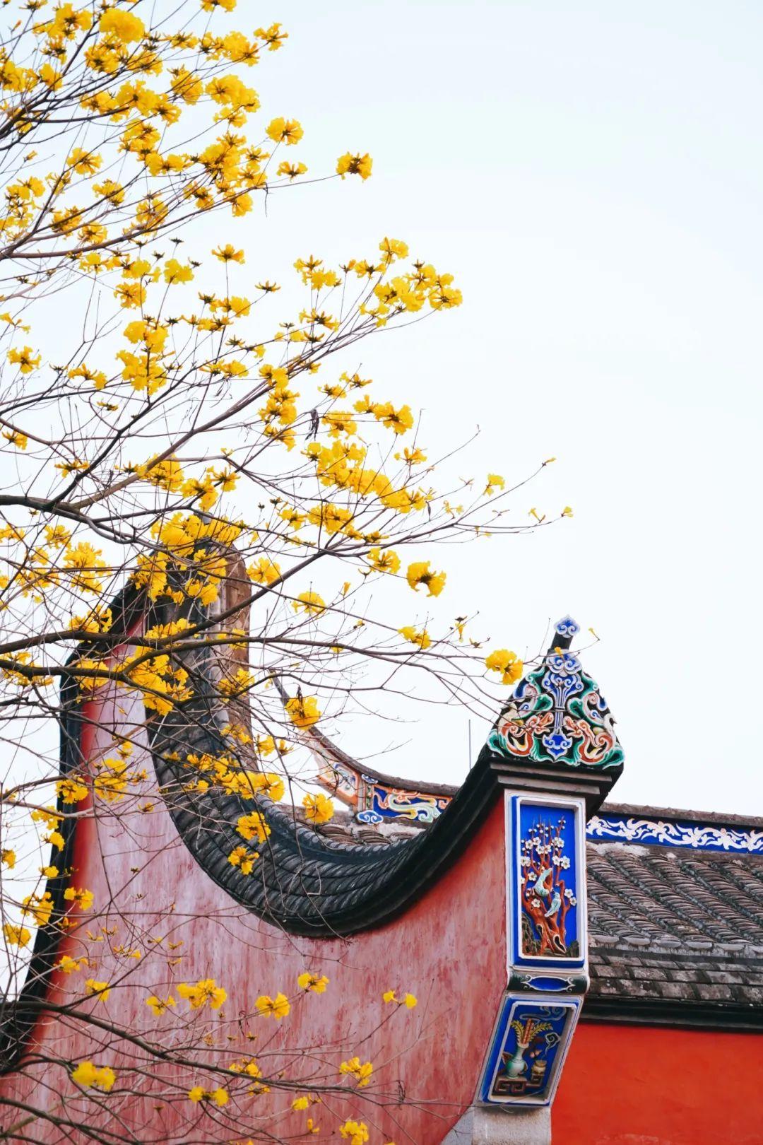 满城花开！“金”艳了福州的春天