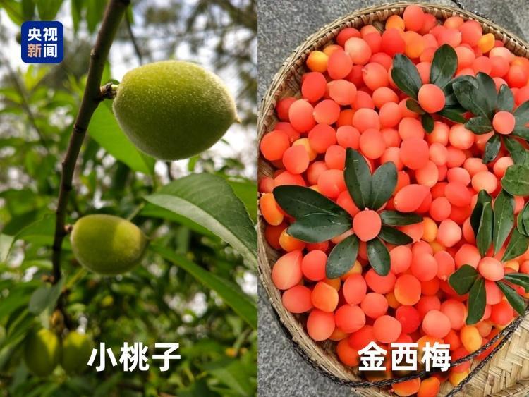 起底“水果骗局”！这些“智商税”水果要知道