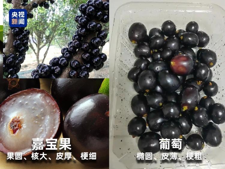 起底“水果骗局”！这些“智商税”水果要知道