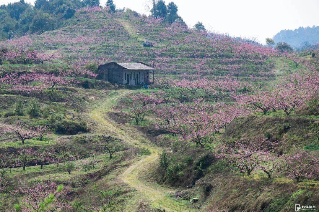 春色如画!福州这里藏着“世外桃源”! 春色如画!福州这里藏着“世外桃源”!