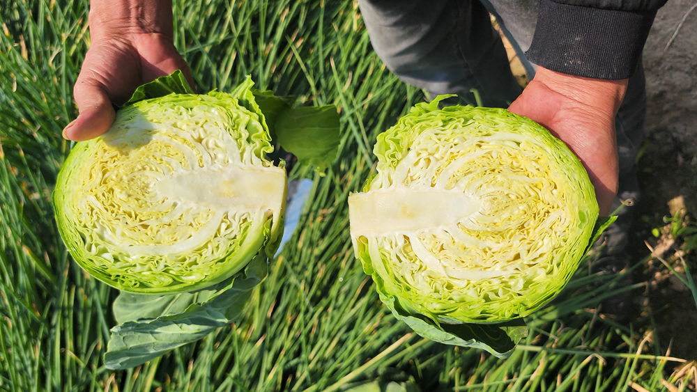 福建一高校食堂“包菜炒一切”？！原因竟是……