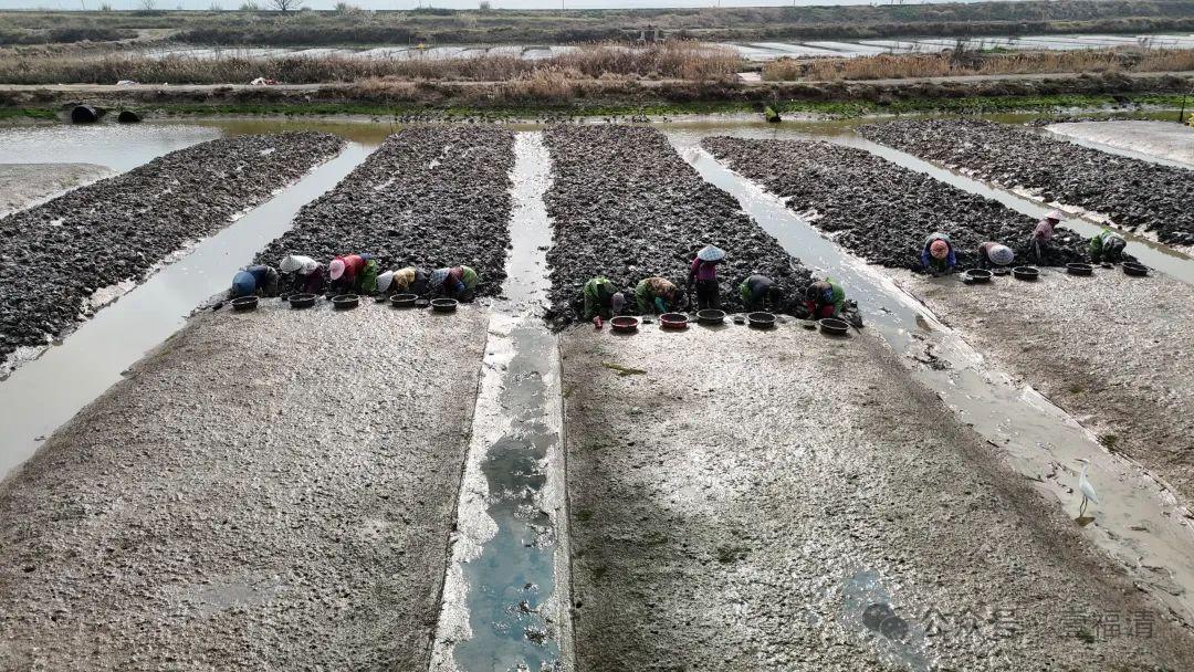 太鲜了！大量上市！福州人有口福了！