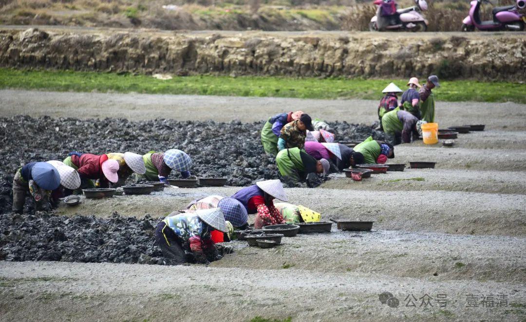 太鲜了！大量上市！福州人有口福了！