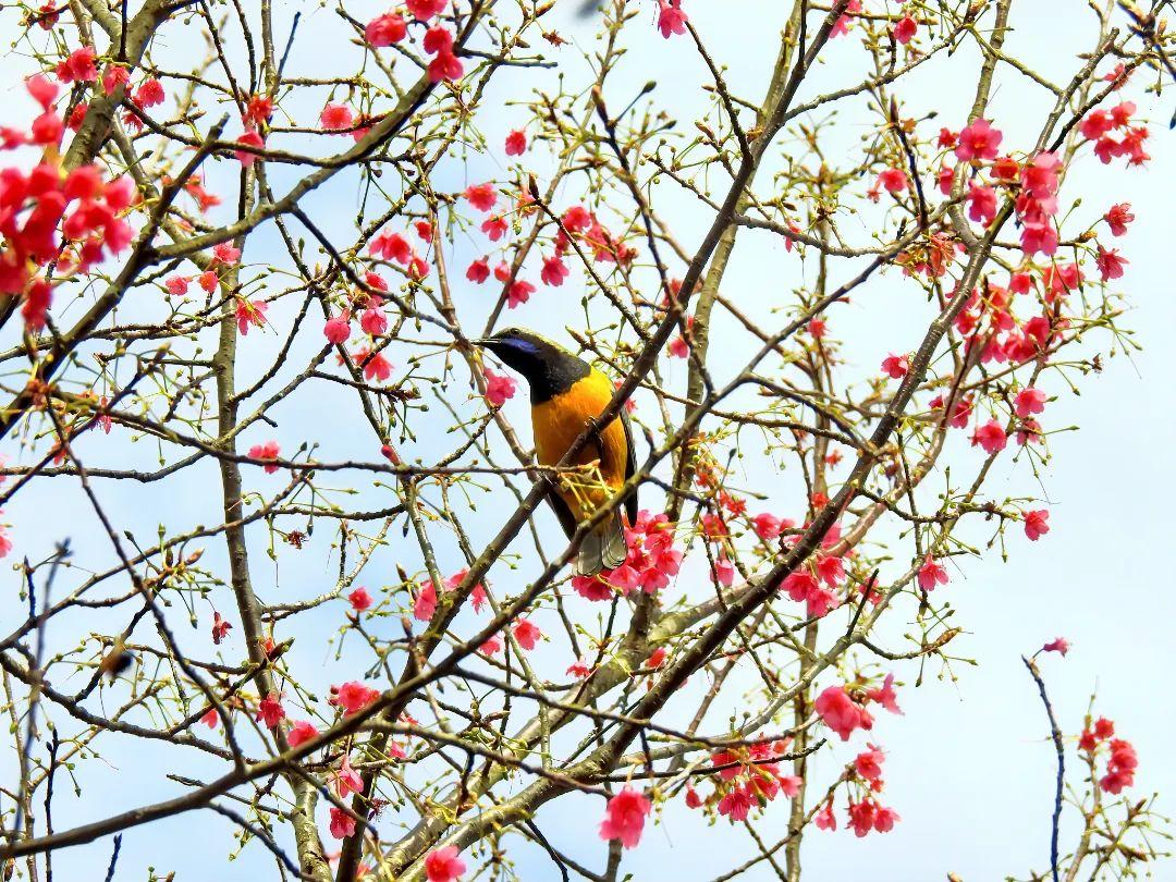 听·见闽清 | 钟石山之春韵