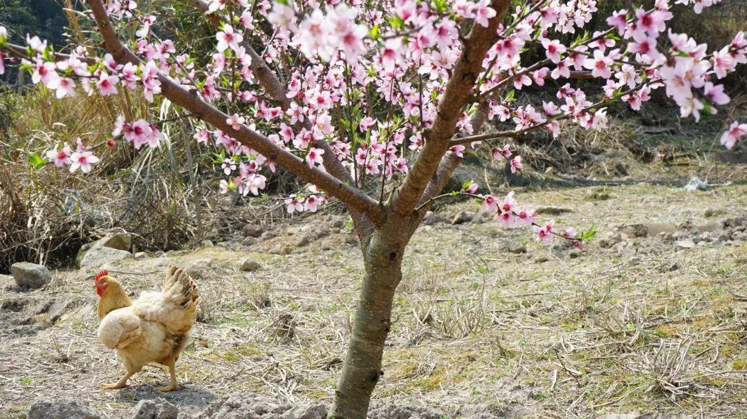 美！翻！天！闽清金沙桃花惊艳上线