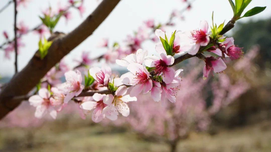 美！翻！天！闽清金沙桃花惊艳上线