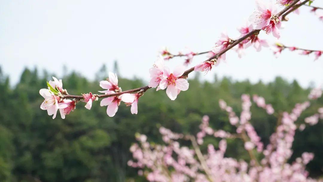美！翻！天！闽清金沙桃花惊艳上线