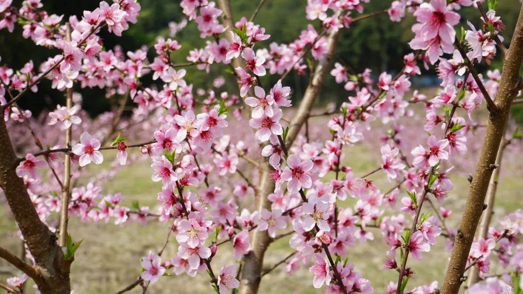 美！翻！天！闽清金沙桃花惊艳上线