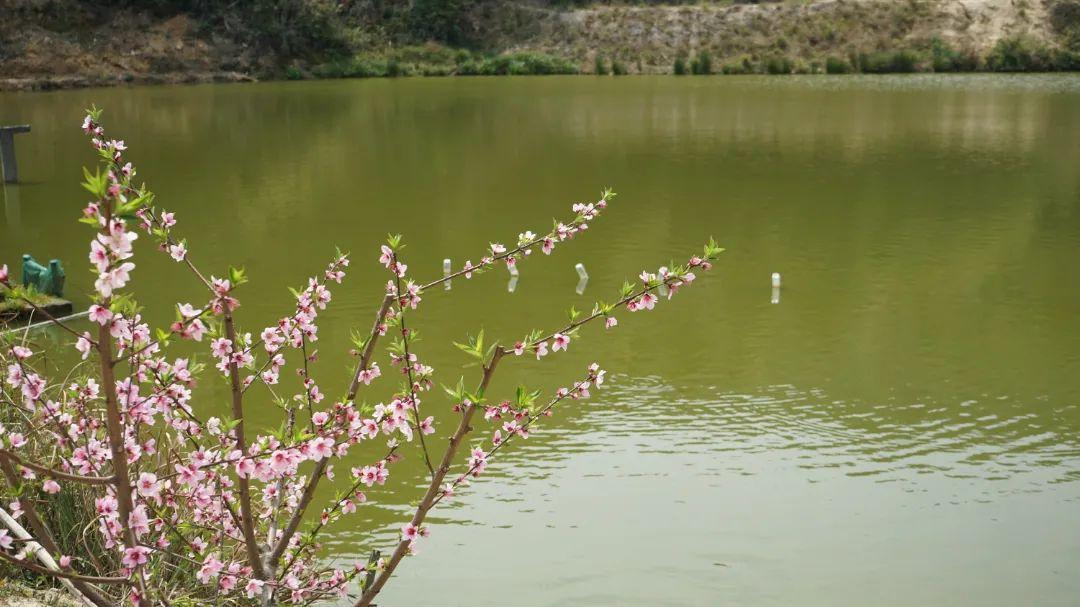 美！翻！天！闽清金沙桃花惊艳上线