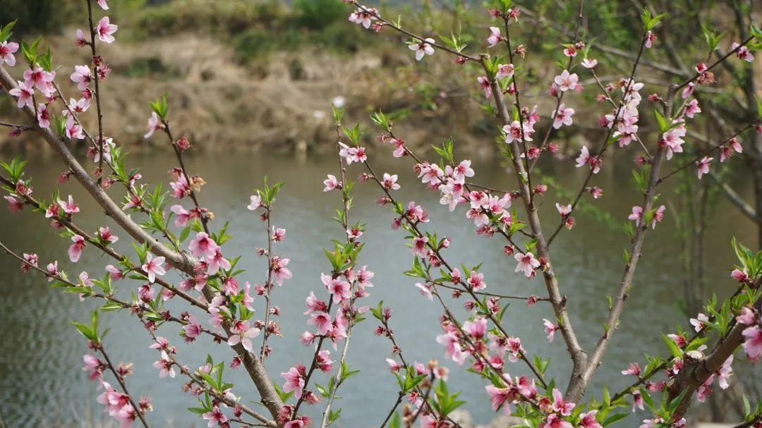 美！翻！天！闽清金沙桃花惊艳上线
