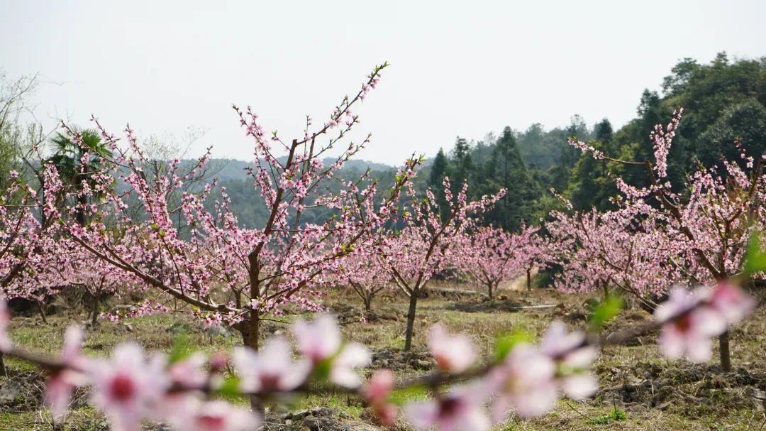 美！翻！天！闽清金沙桃花惊艳上线