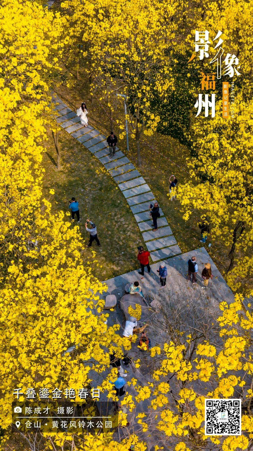 影像福州｜千叠鎏金艳春日