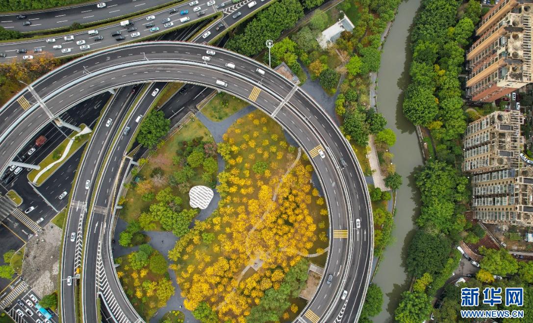 新华网关注春日福州城：醉在“风铃”花海中