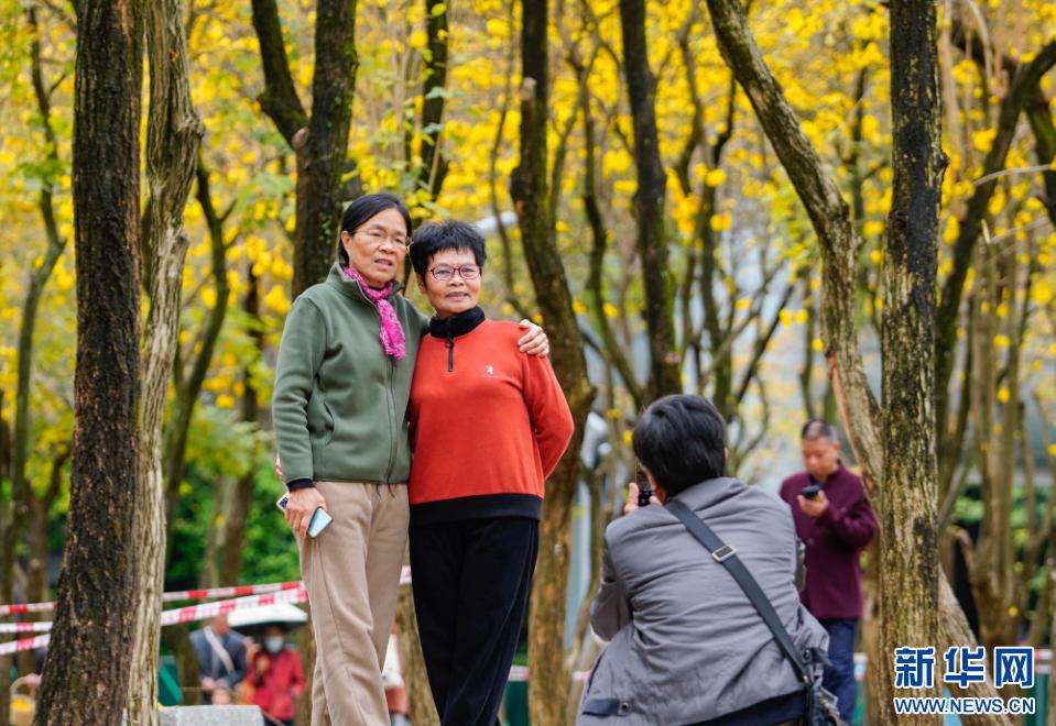新华网关注春日福州城：醉在“风铃”花海中
