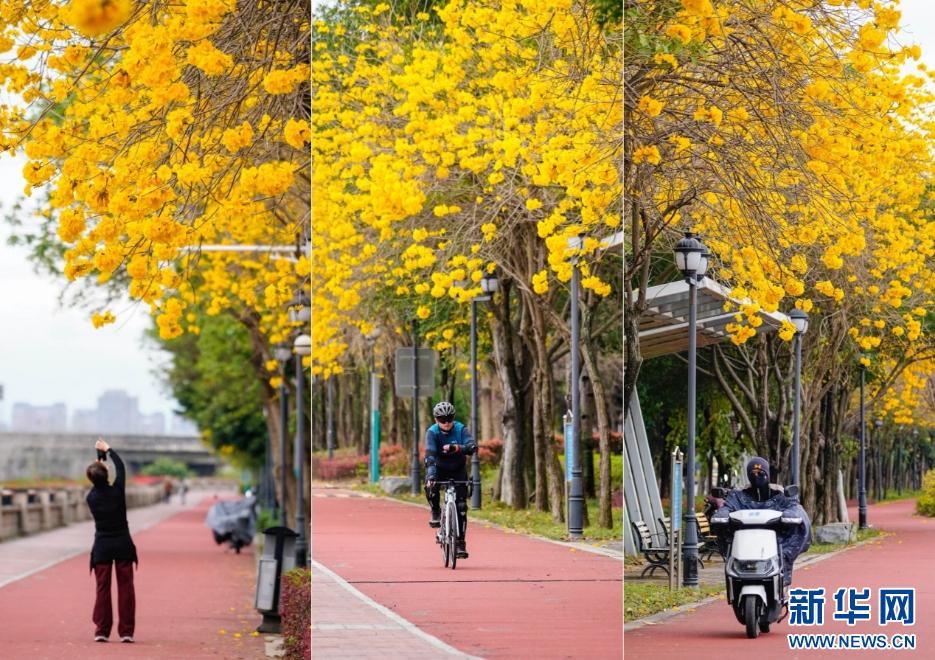 新华网关注春日福州城：醉在“风铃”花海中