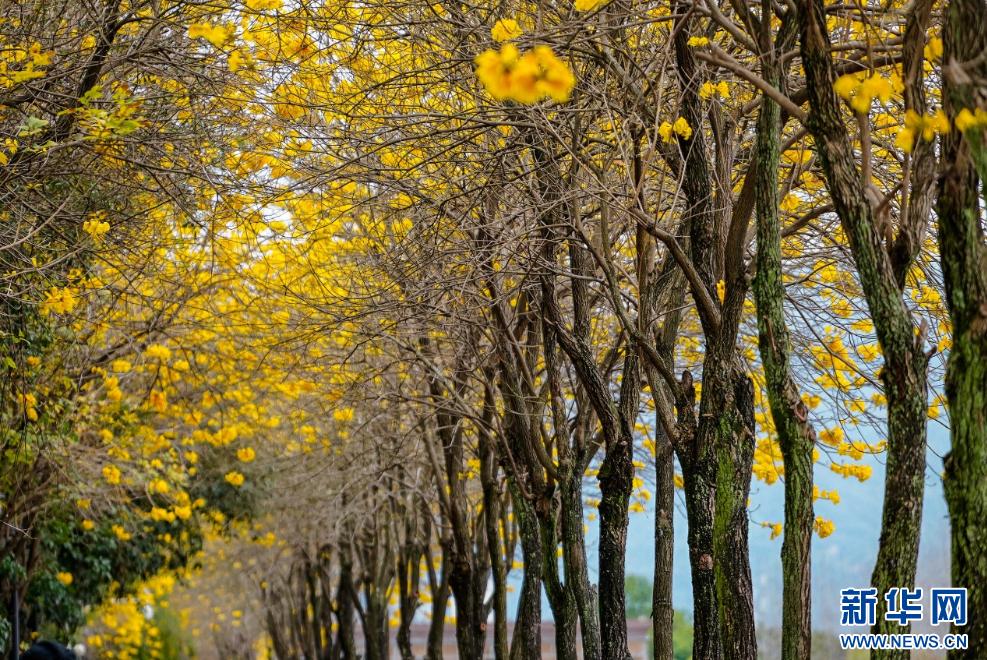 新华网关注春日福州城：醉在“风铃”花海中