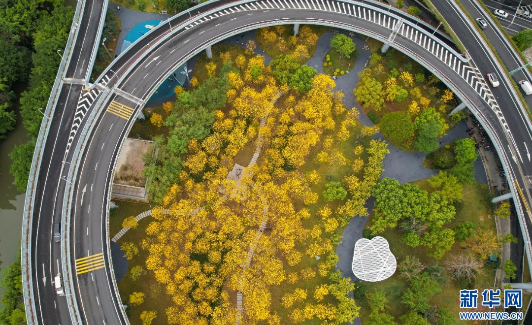 新华网关注春日福州城：醉在“风铃”花海中