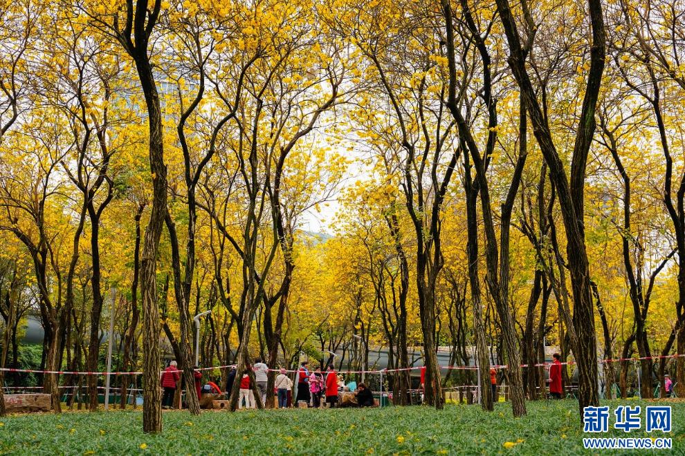 新华网关注春日福州城：醉在“风铃”花海中