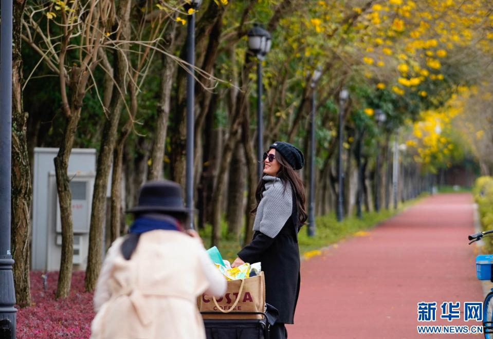 新华网关注春日福州城：醉在“风铃”花海中