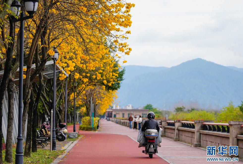 新华网关注春日福州城：醉在“风铃”花海中