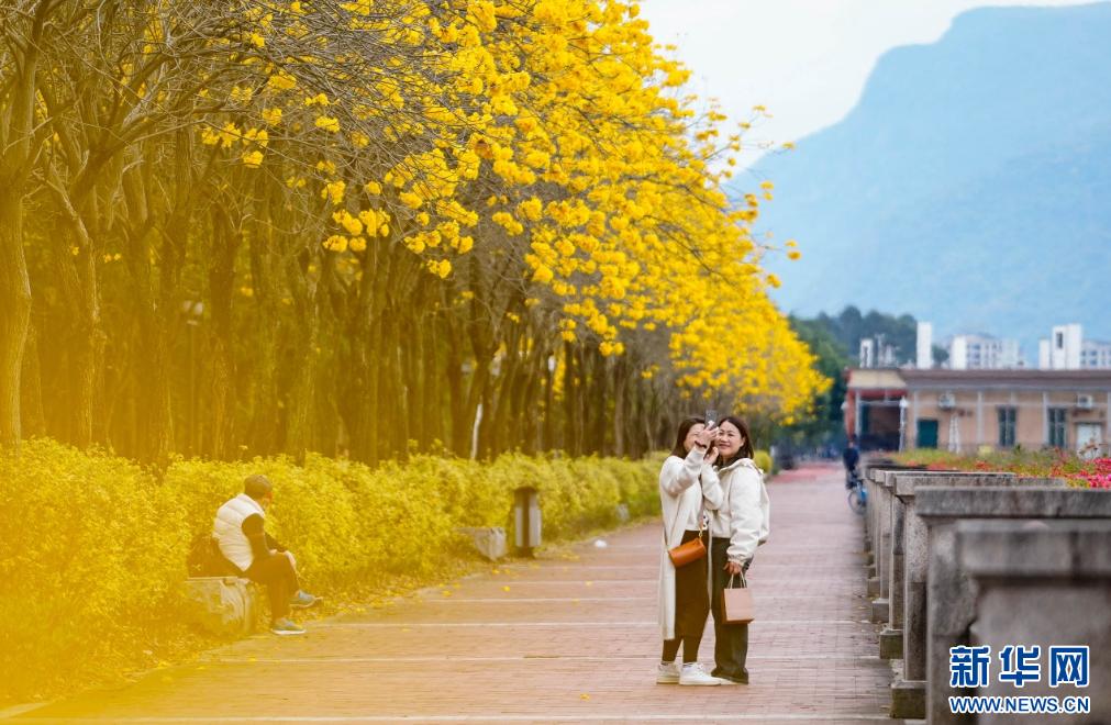 新华网关注春日福州城：醉在“风铃”花海中