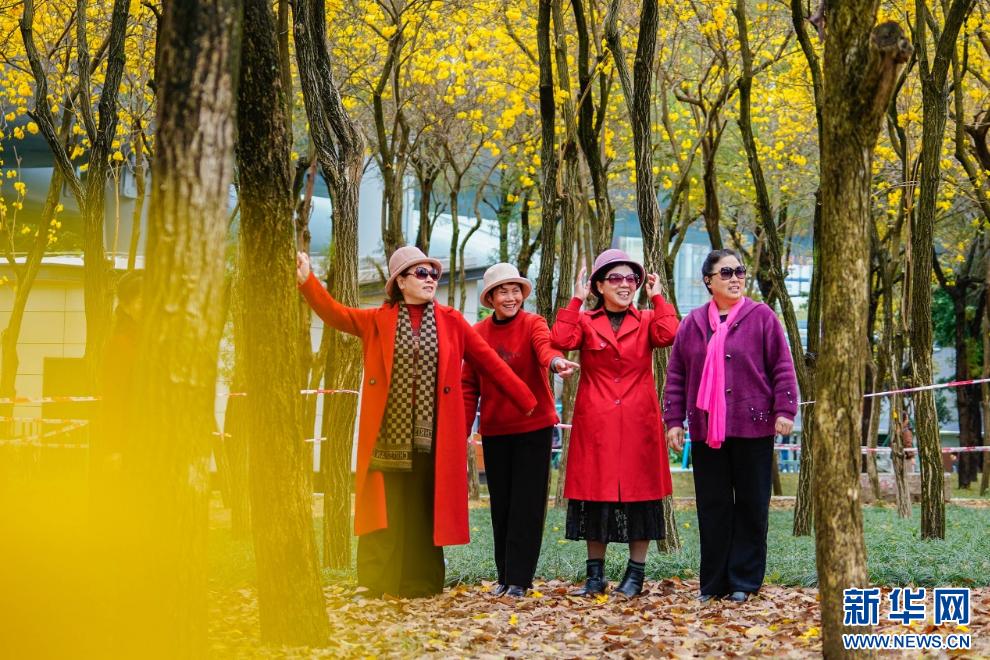 新华网关注春日福州城：醉在“风铃”花海中