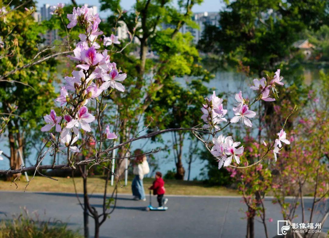 福州羊蹄甲盛放，最美四月天！