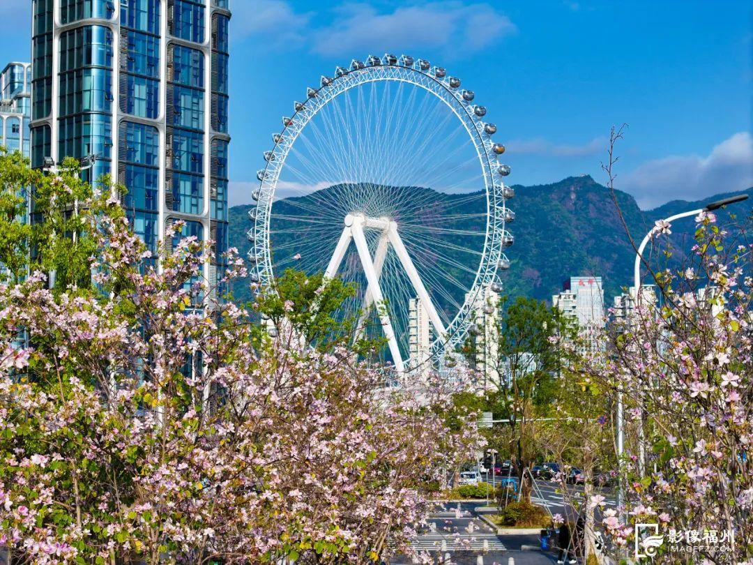 福州羊蹄甲盛放，最美四月天！