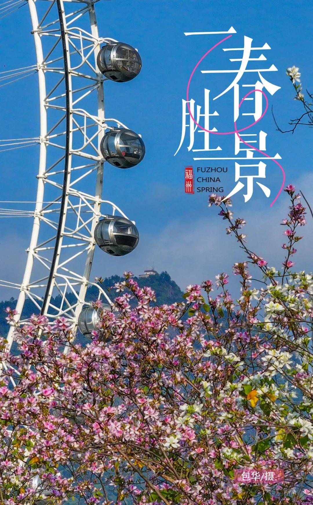 福州羊蹄甲盛放，最美四月天！