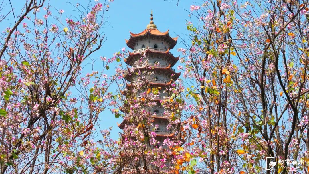 福州羊蹄甲盛放，最美四月天！