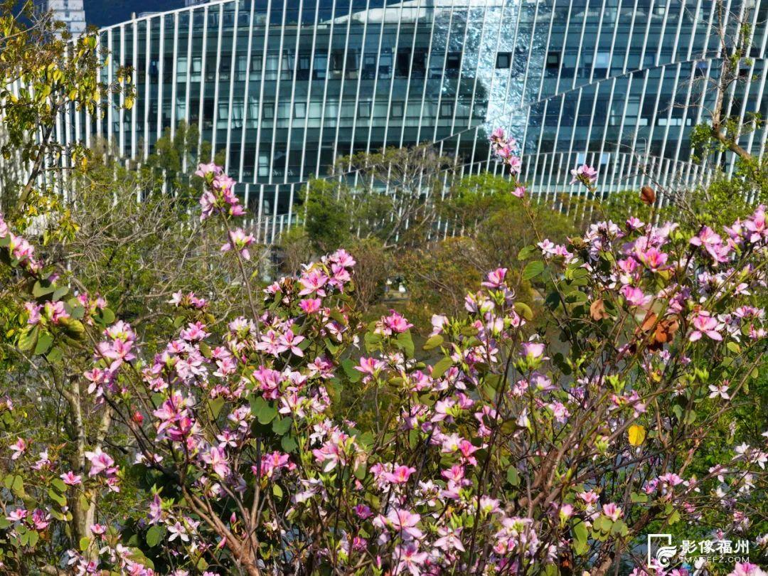 福州羊蹄甲盛放，最美四月天！