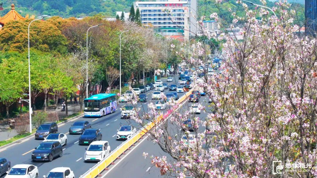 福州羊蹄甲盛放，最美四月天！