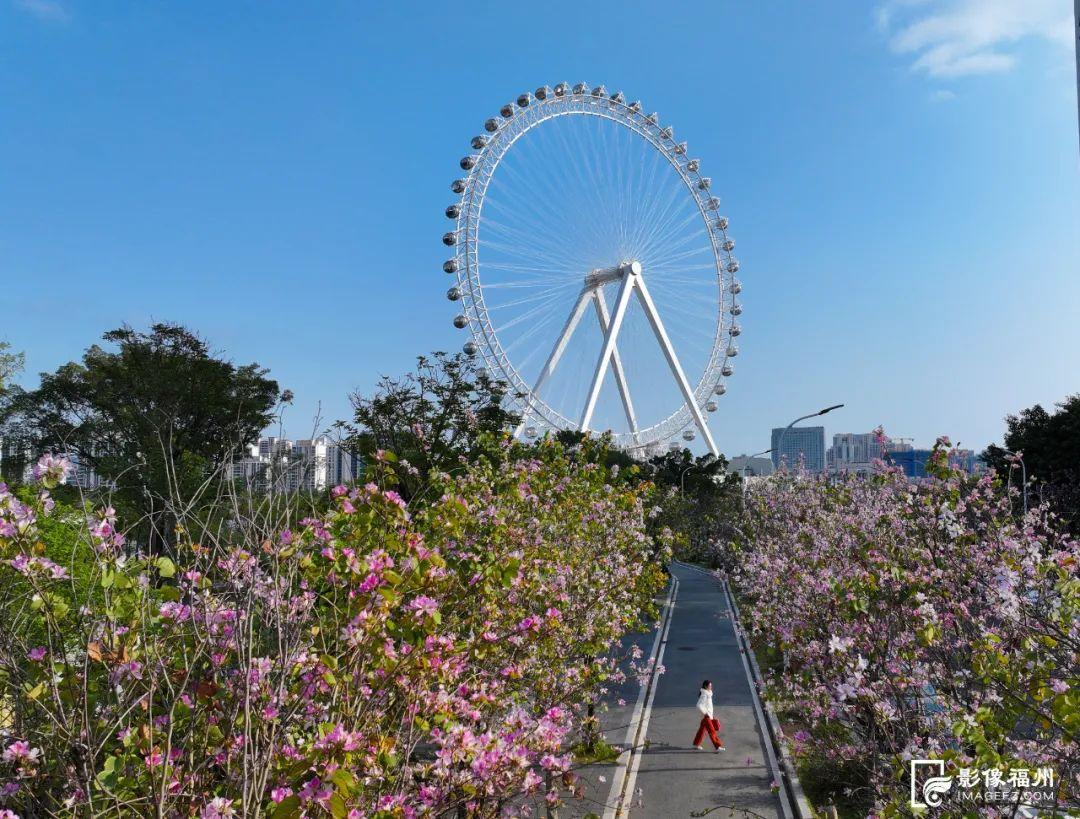 福州羊蹄甲盛放，最美四月天！