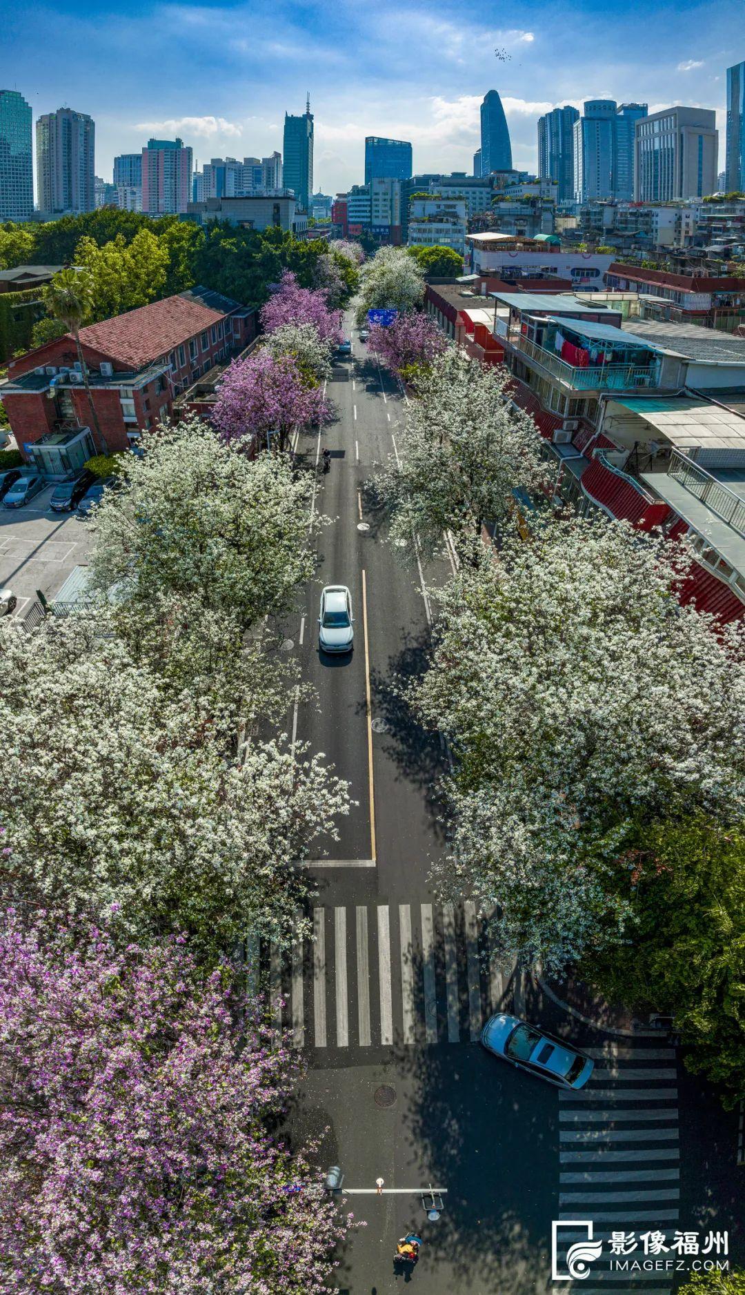 福州羊蹄甲盛放，最美四月天！