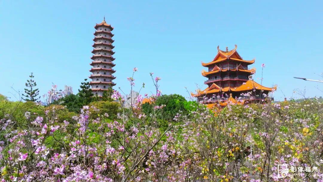 福州羊蹄甲盛放，最美四月天！