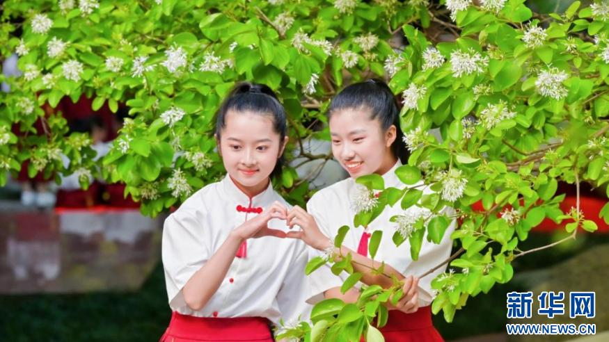 百年流苏树下 福州学子以歌相和