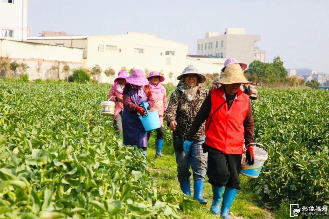 人间四月，解锁榕城春日好“丰”景！