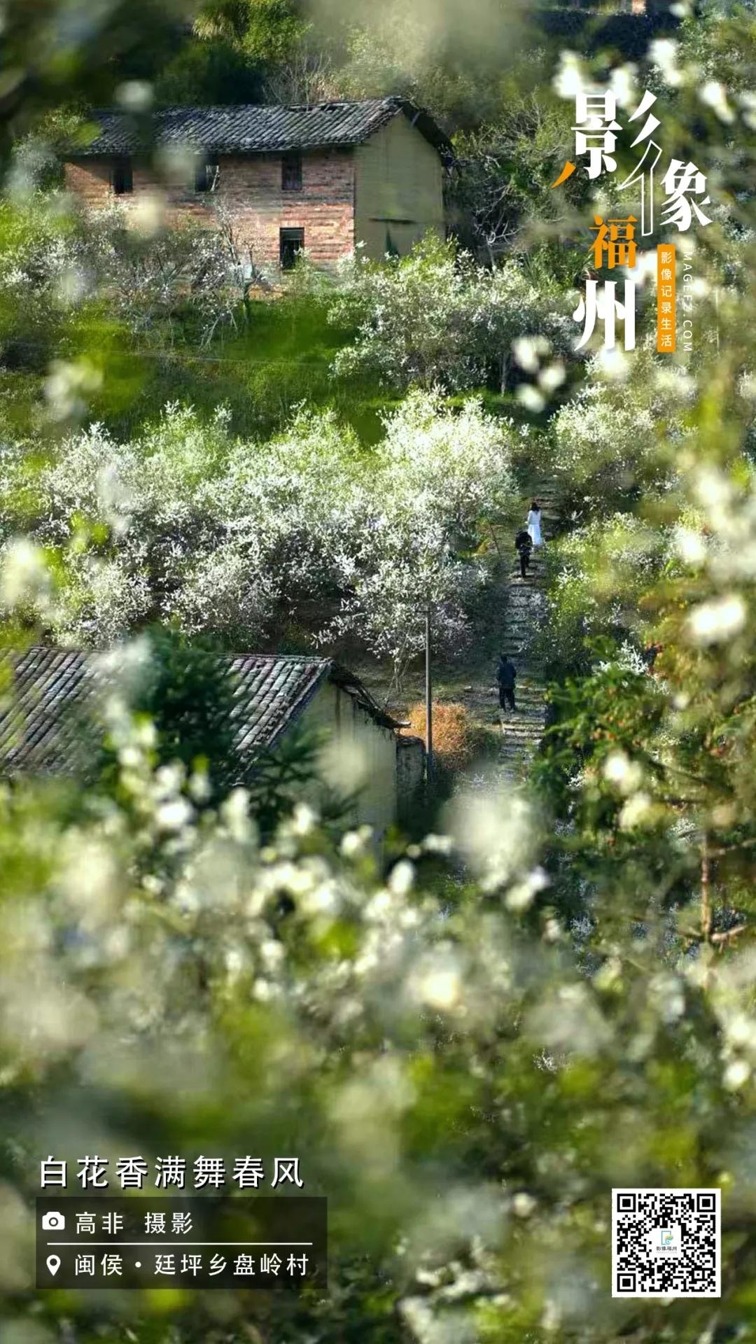影像福州｜白花香满舞春风
