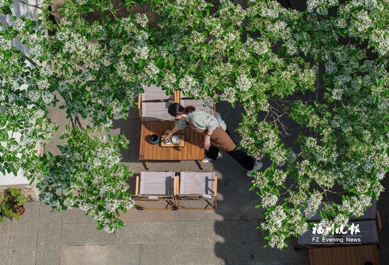 两棵百年流苏开花 三坊七巷迎来“四月雪”