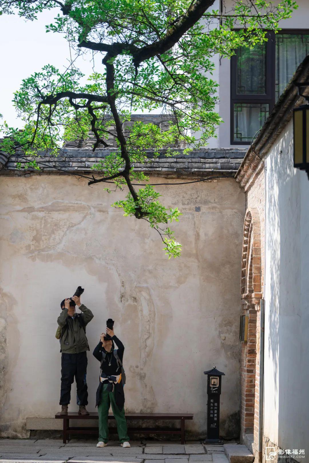 春日“四月雪”！福州百年流苏花开！