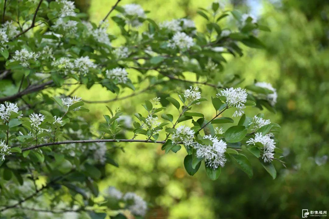 春日“四月雪”！福州百年流苏花开！