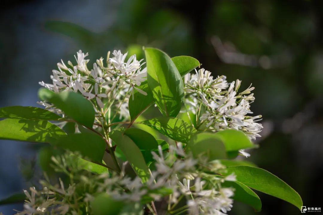 春日“四月雪”！福州百年流苏花开！